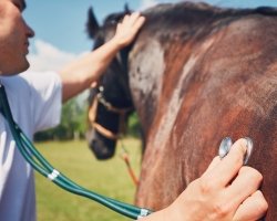 dierenarts tijdelijke stal noodstal dierenarts tijdelijke stal noodstal